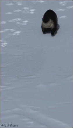 dehg4h.gif