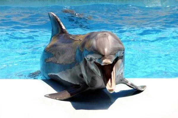 delfin01.webp