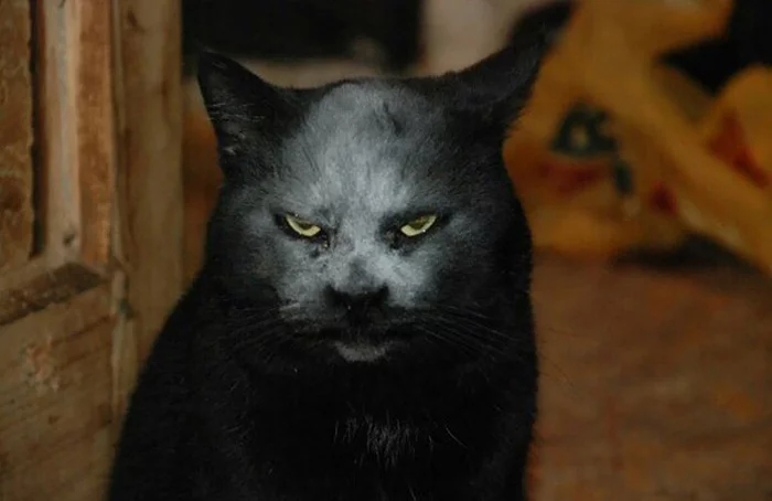 demon_cat_03.webp