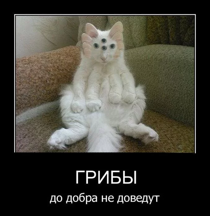 demotivator-005.webp