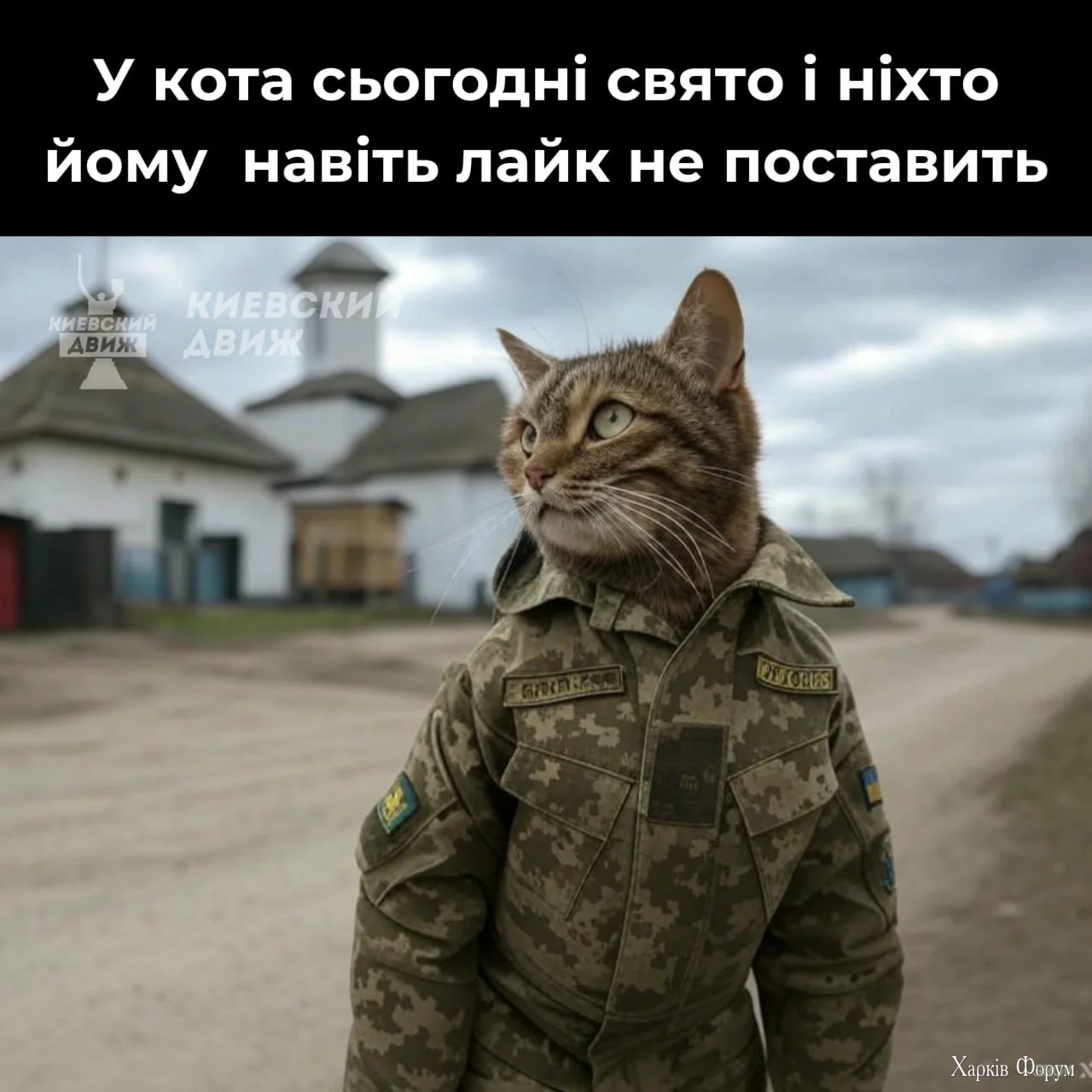  День кота відзначають сьогодні.webp
