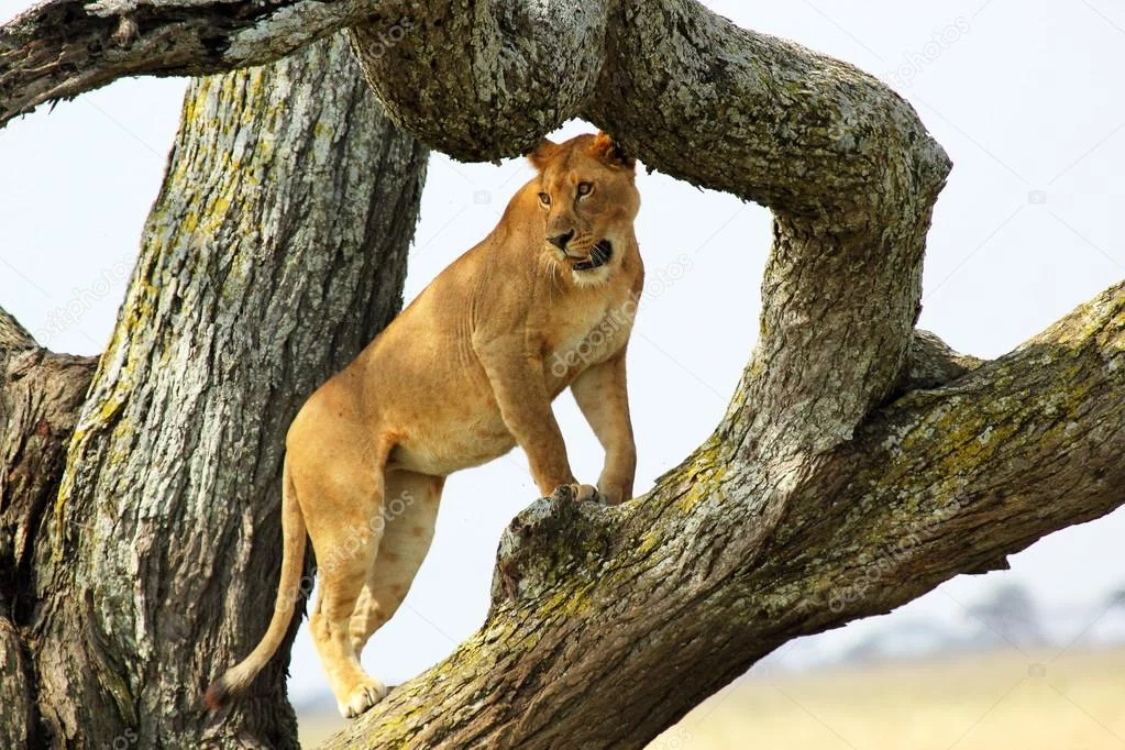 depositphotos_28296227-Lioness-on-a-tree.webp