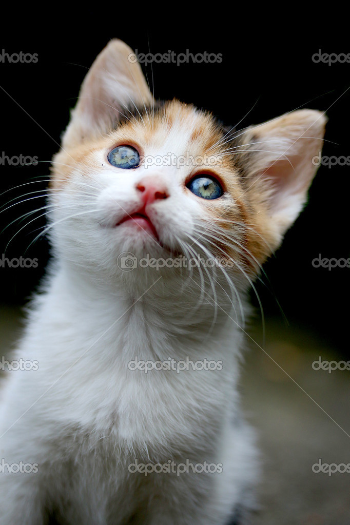 depositphotos_47743755-stock-photo-pussy-cat.jpg