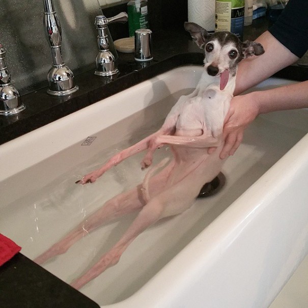 derpy_dog_05.jpg