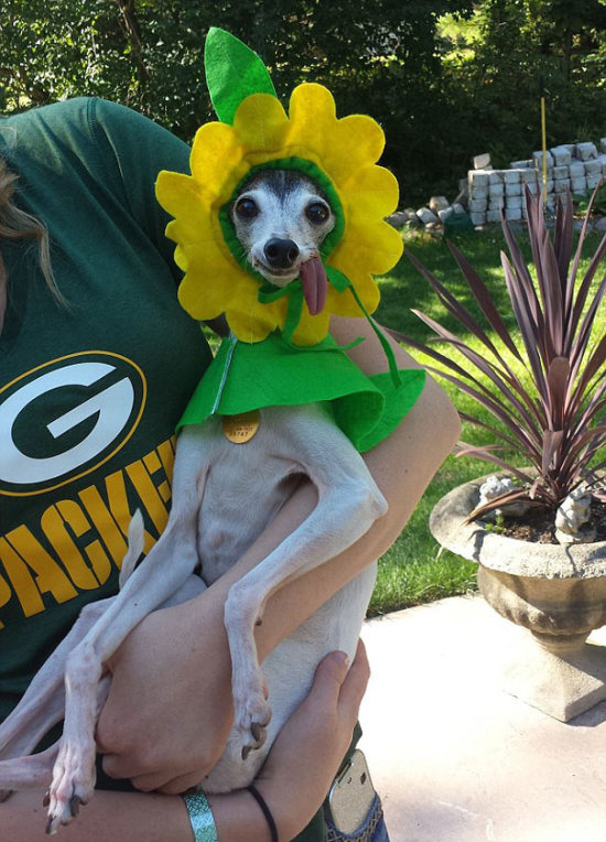 derpy_dog_12.jpg
