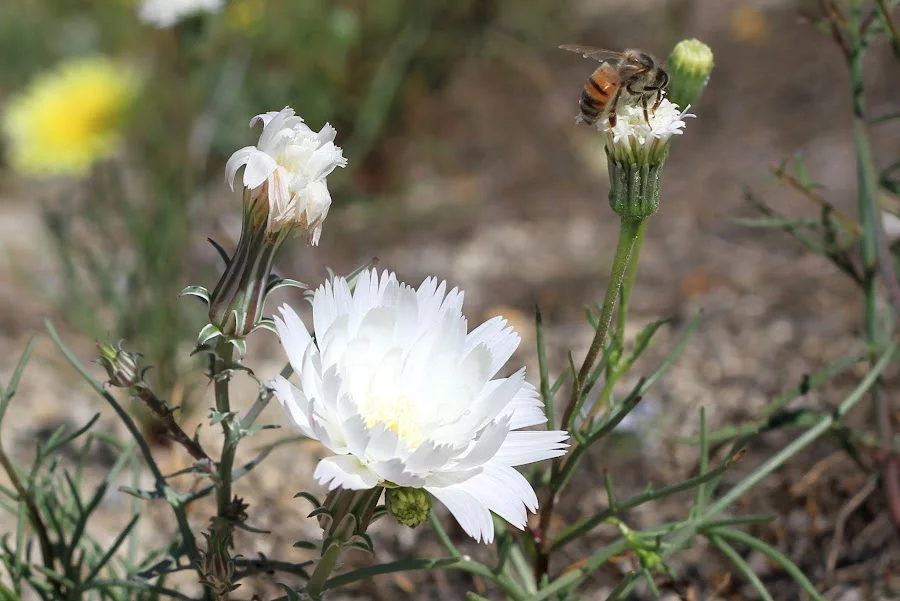 Desert-chicory.webp