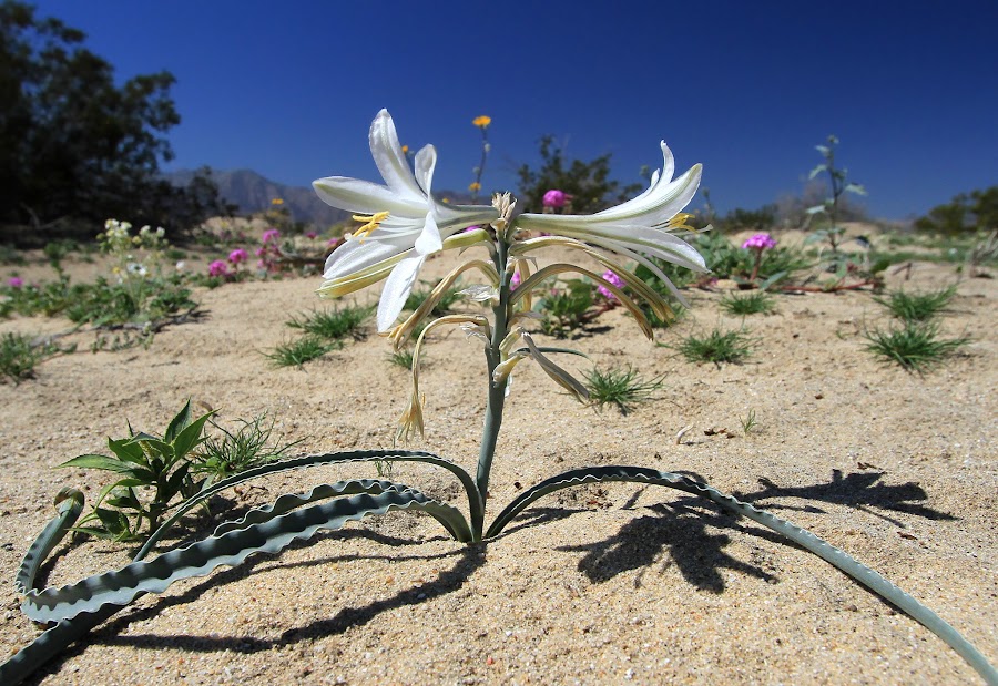 desert-lily-2.jpg