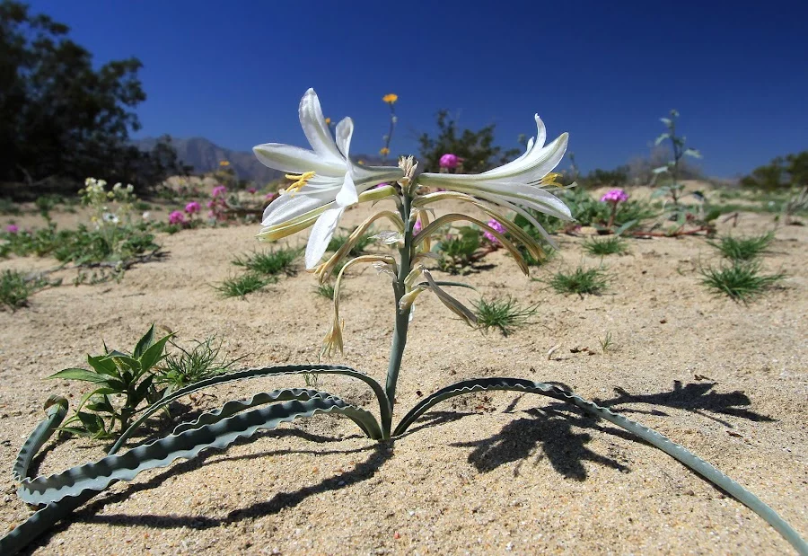 desert-lily-2.webp