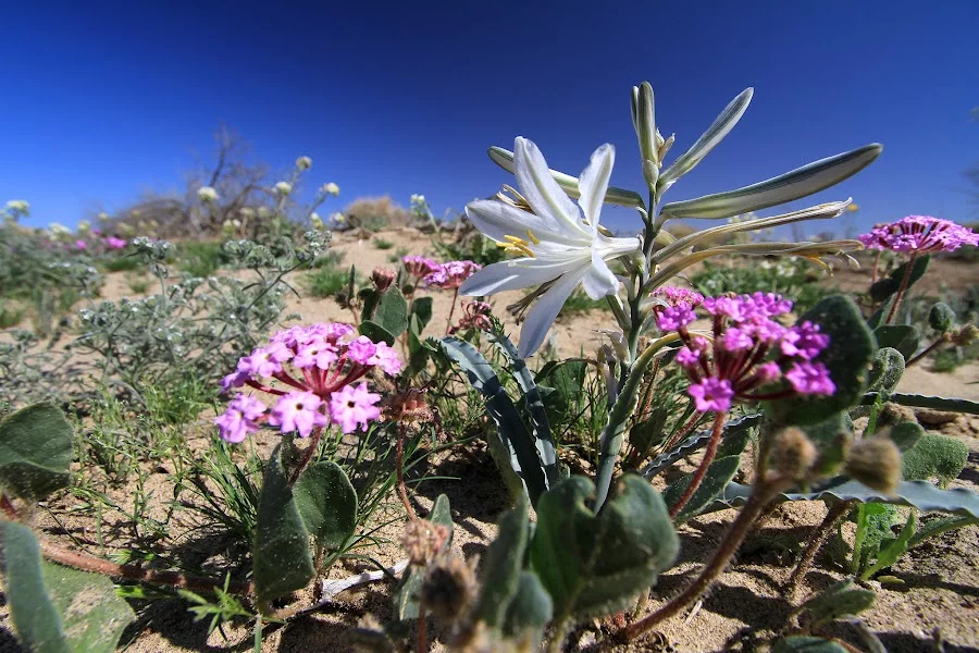 desert-lily.webp