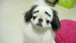 df1jhd.webp