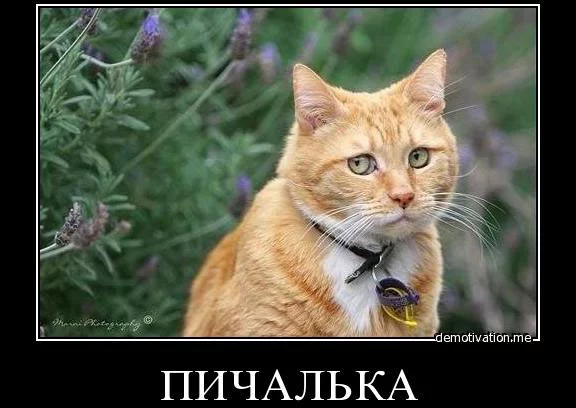 df79b33d74471cff3faeea8d5322d433.webp