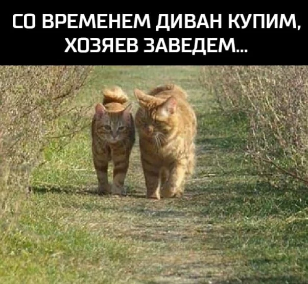 df8cah.webp