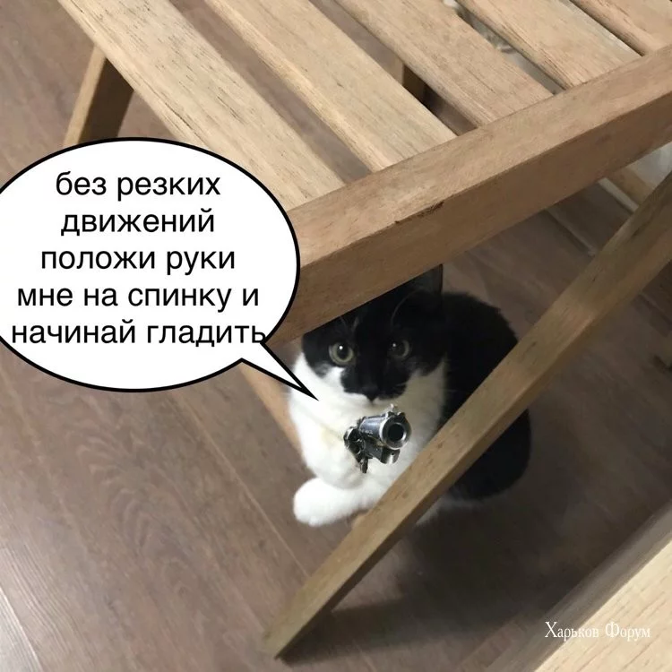 dfa5a355b44fd2408.webp