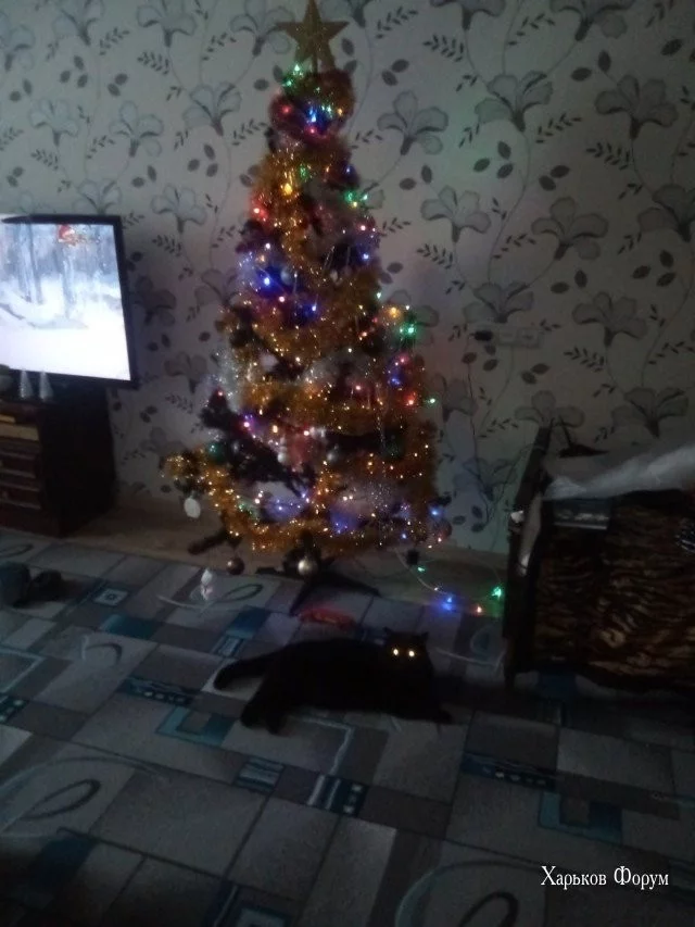 dfafbb009ab78cf36d3dc.webp