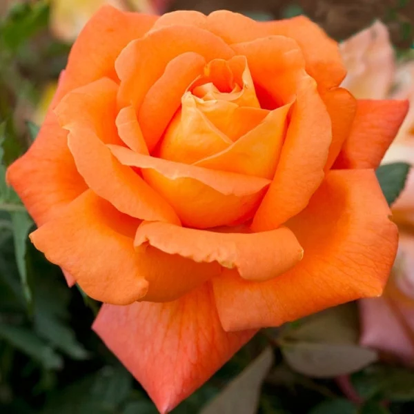 dfe0dg.webp