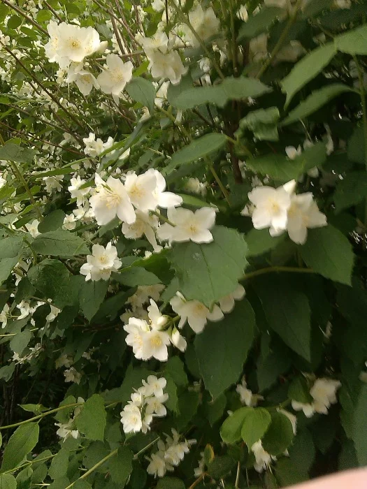 dfff5h.webp