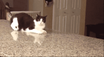 dfj1ba.gif