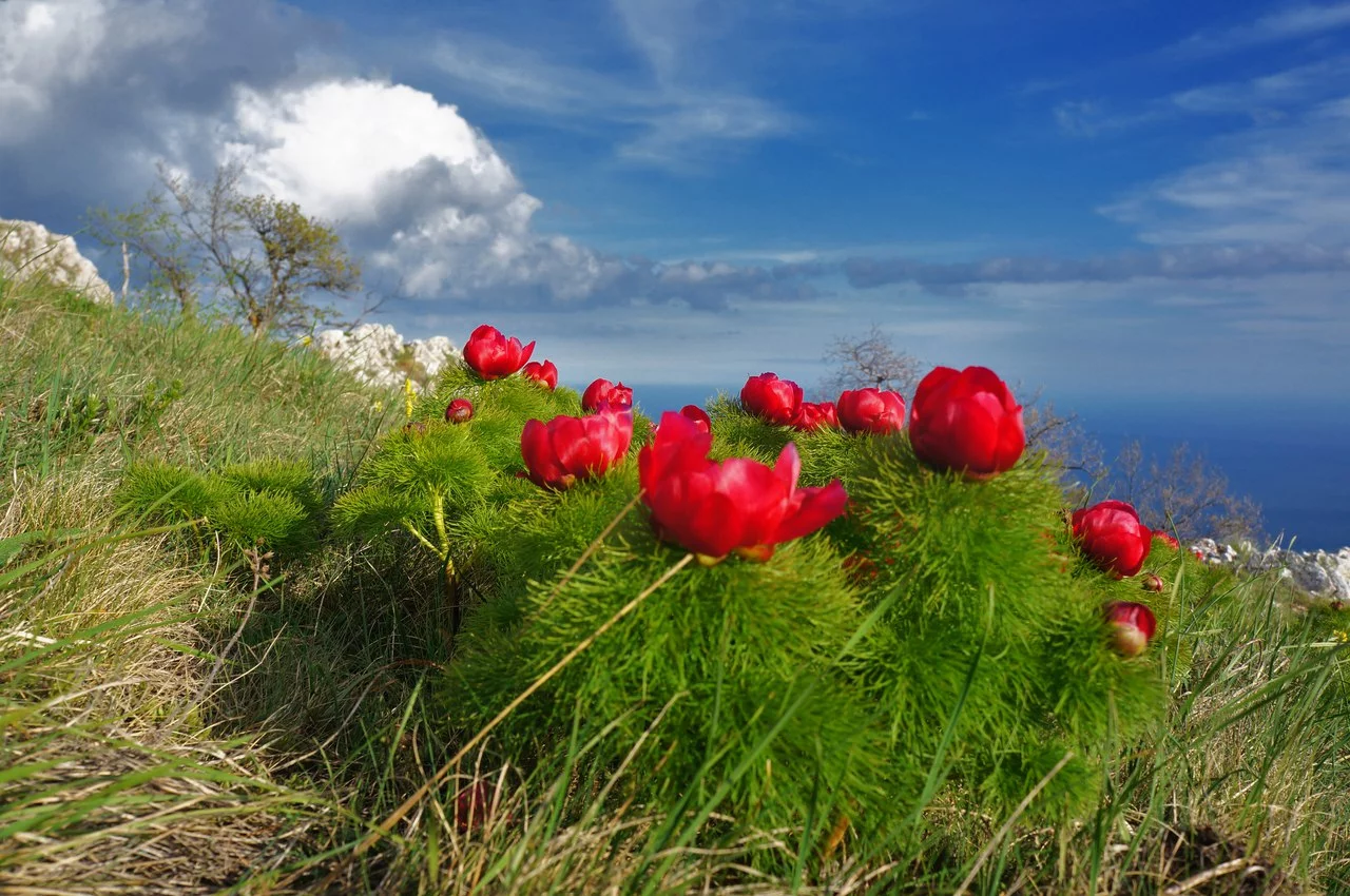 dfj9cf.webp