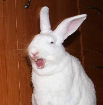dg7bhf.webp