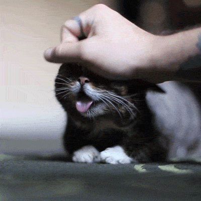 dg9fce.gif
