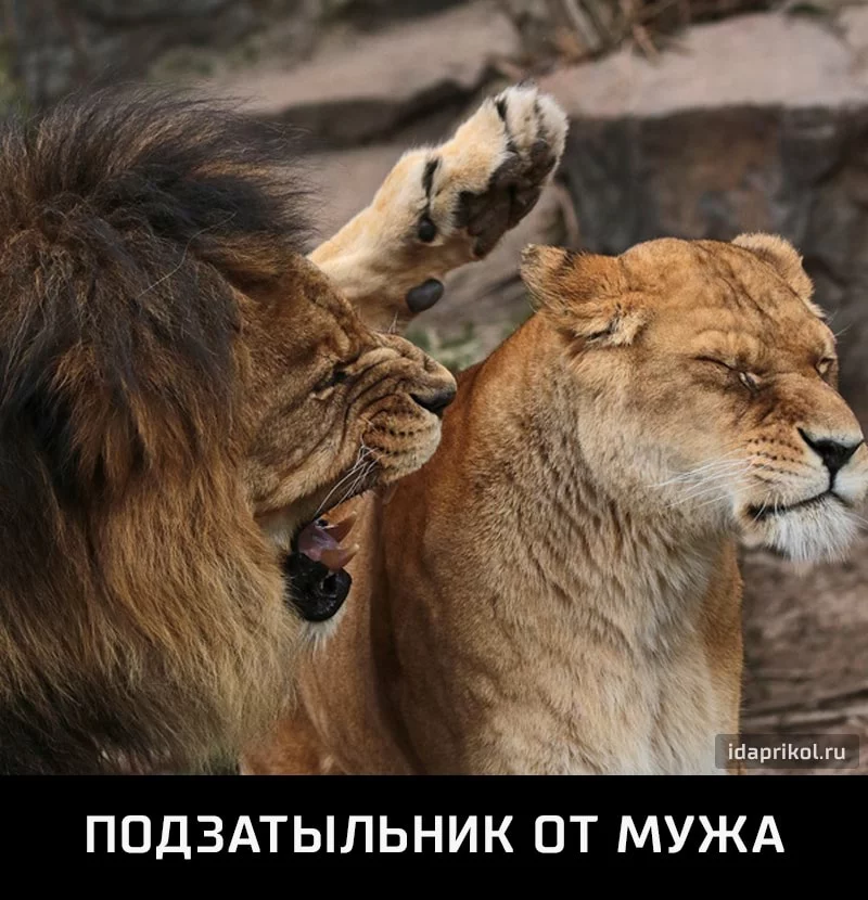 dge2hd.webp