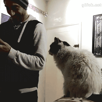 dgefb2.gif
