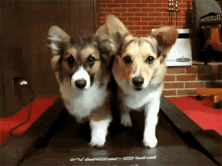 dgfc1a.gif