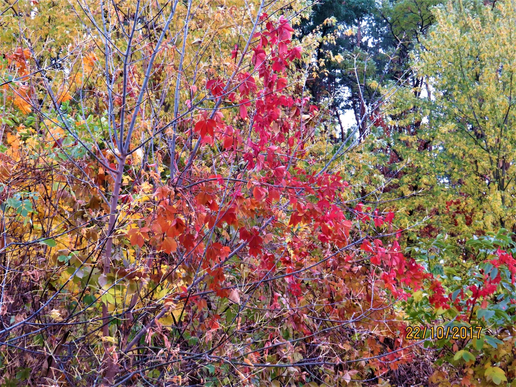 dggb7e.webp
