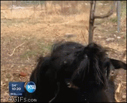 dgh5bd.gif