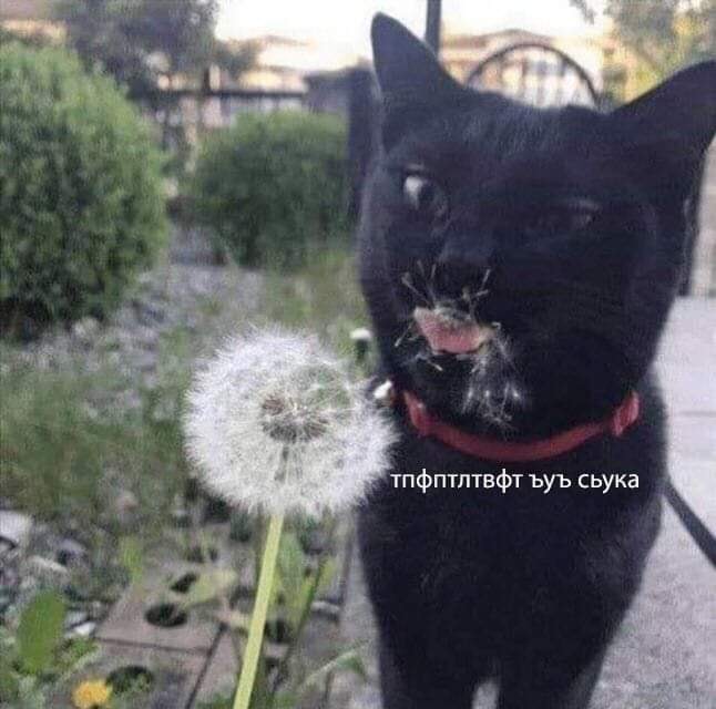 dhcah0.jpg