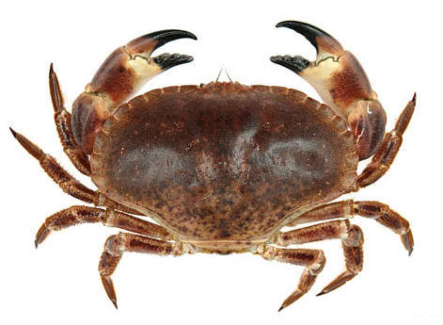 dhe6db.jpg