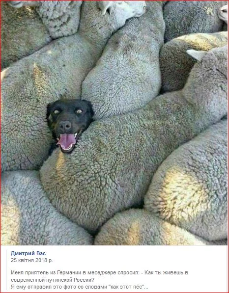 dhed0b.jpg