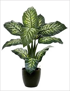 dieffenbachia0.webp