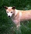 Dingo.webp