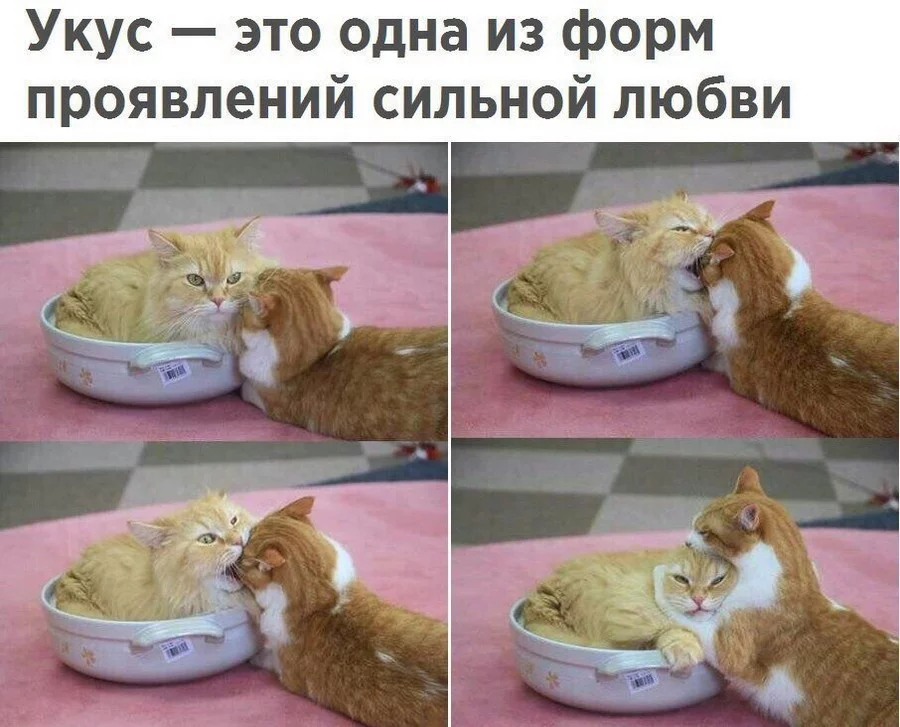 djdhg6.webp