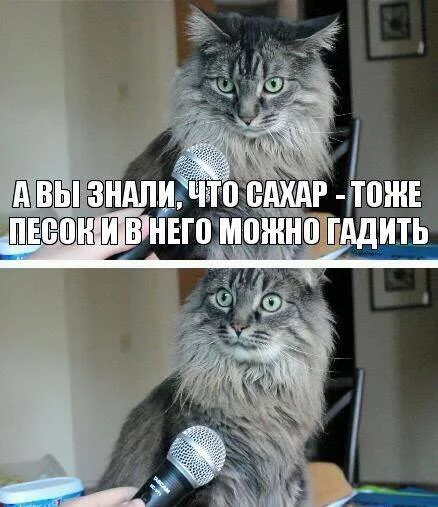 djeda6.webp