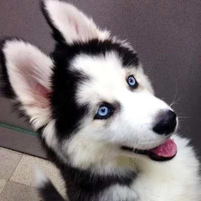djj3hj.webp