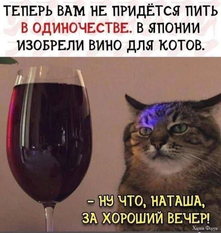  для котов.webp