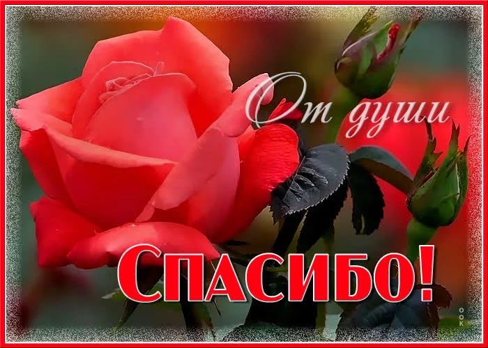 dlya-tebya-spasibo-bolshoe-21652.webp