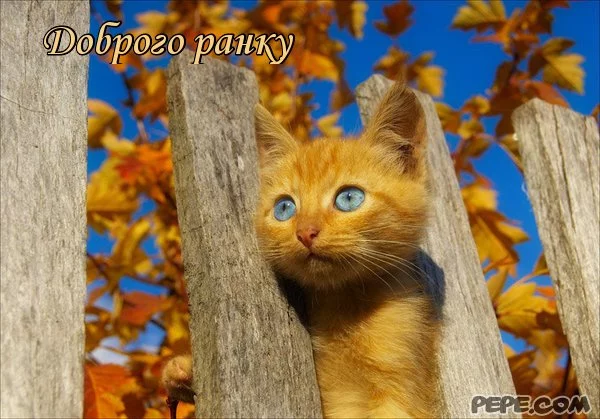 dobrogo_rankoo_0.webp