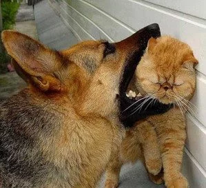 dog%2Bbite%2Bcat..webp