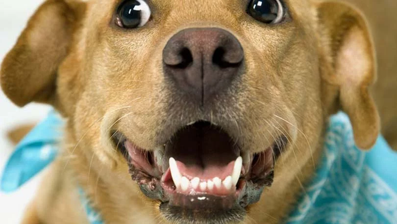 dog-665.webp