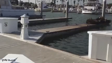 dog-chases-seals-off-dock.gif