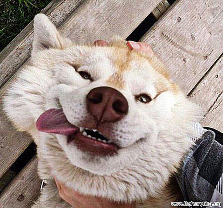 dog-funny-face-58b8ecd55f9b58af5c9bd15d.jpg