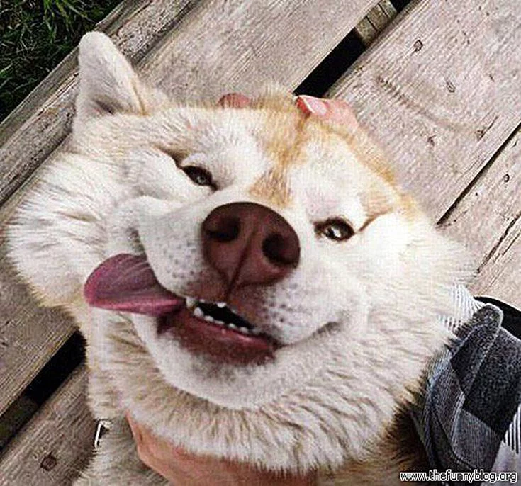 dog-funny-face-58b8ecd55f9b58af5c9bd15d.webp