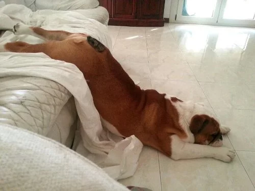 dog-funny-monday-mornings.webp