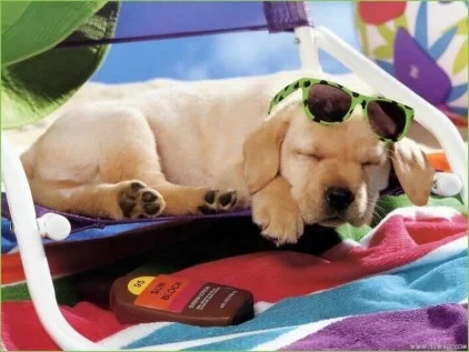 dog-in-sun.webp