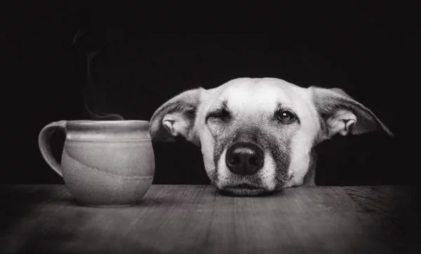 dog-portrait-photography-elke-vogelsang-33.webp