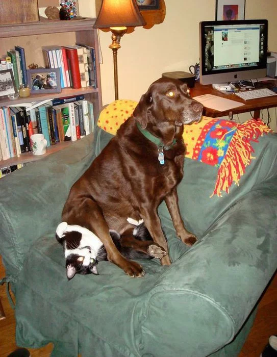 dog-sitting-on-a-cat.webp