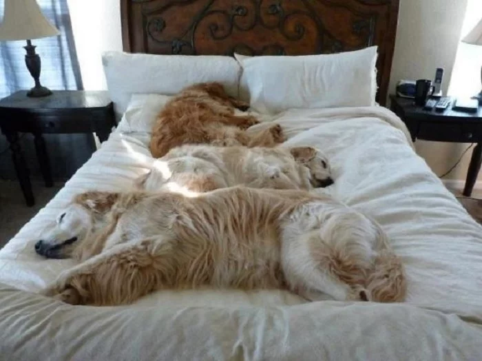 dog-sleeping-11.webp